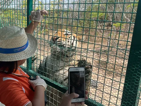 Về Long An xem người và hổ cách nhau chỉ vài gang tay